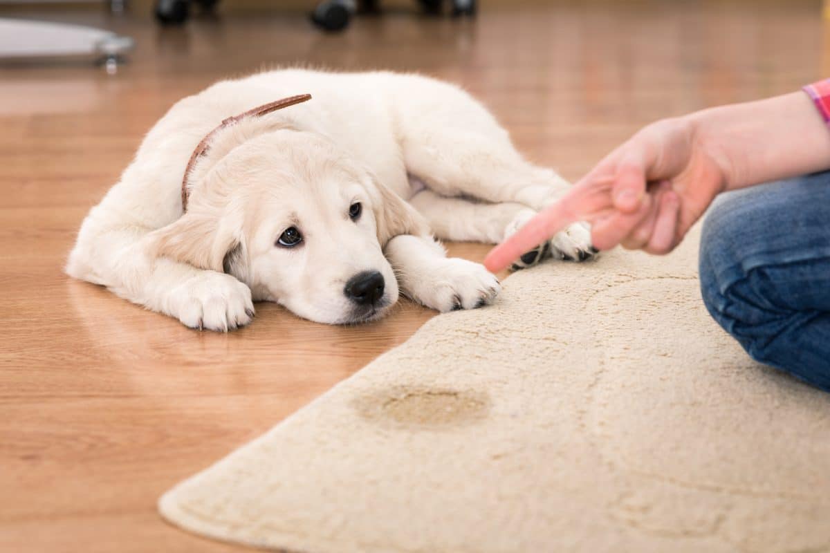 Carpet Stain or Spot? What Is The Difference