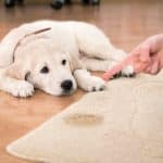 The Science and Solution Behind Pet Stain and Odor Removal