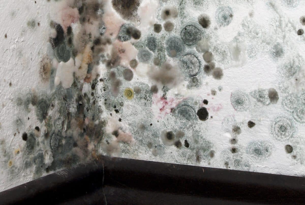 How To Know If Your Carpet Has Mold