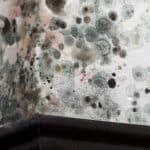 How To Know If Your Carpet Has Mold